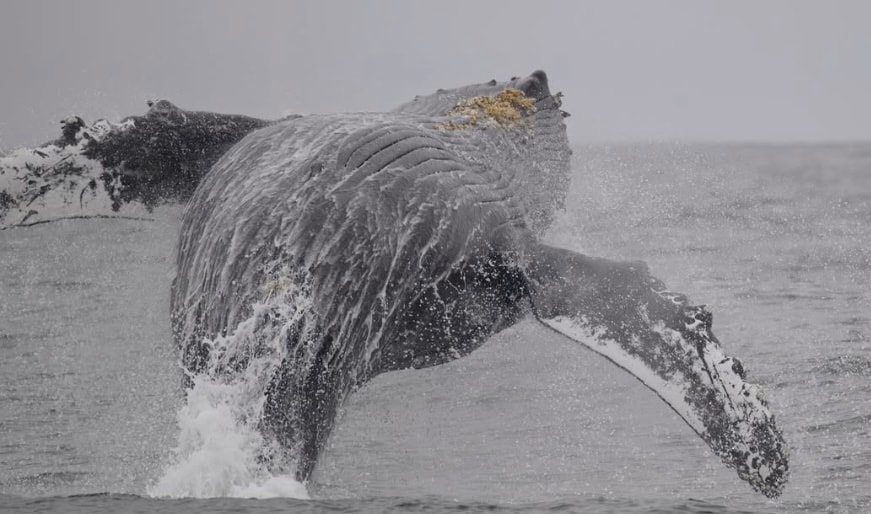 Humpback whale fully breaching off the Pacifica coast — photo by Chris Campo