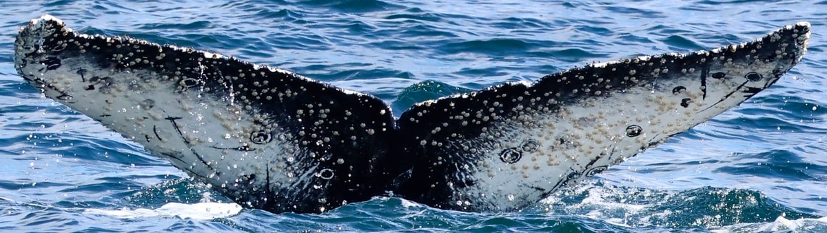 Secret Smiley — Humpback Whale #PCO-2026-01, most sighted individual off Pacifica Pier